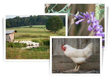 digital photography, color correction, retouching